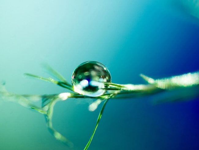 beneficios_terapia_craniossacral_parte3 imagem de uma folha com uma gota de orvalho vista bem de perto