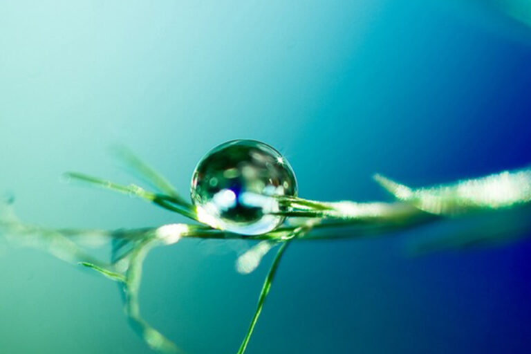 imagem de uma folha com uma gota de orvalho vista bem de perto