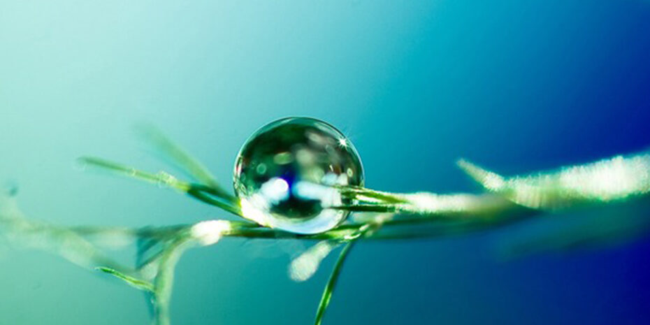 beneficios_terapia_craniossacral_parte3 imagem de uma folha com uma gota de orvalho vista bem de perto