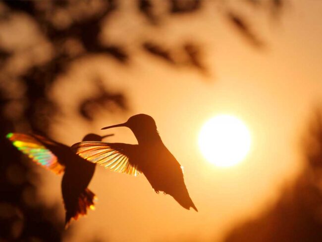 O sopro da vida e a respiração primária dois beija-flores no ar com o por do sol ao fundo