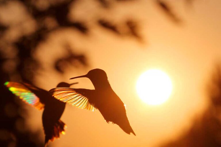 dois beija-flores no ar com o por do sol ao fundo