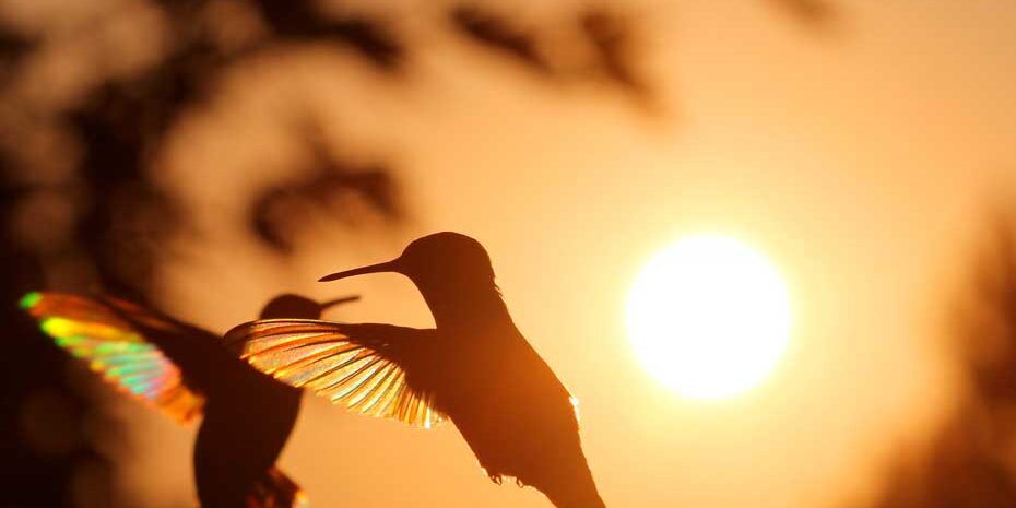 dois beija-flores no ar com o por do sol ao fundo