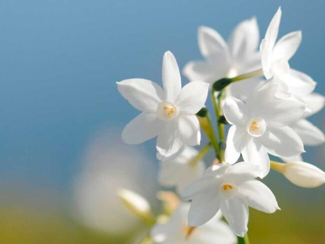 Encontros com a saúde paisagem com flores brancas