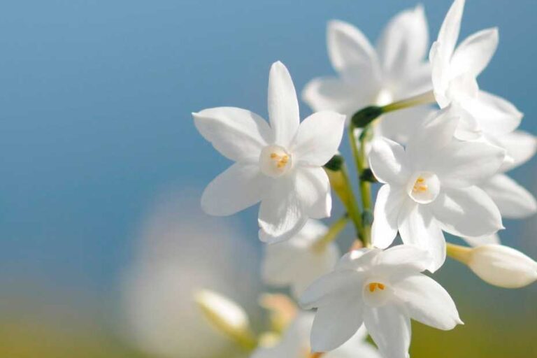 paisagem com flores brancas