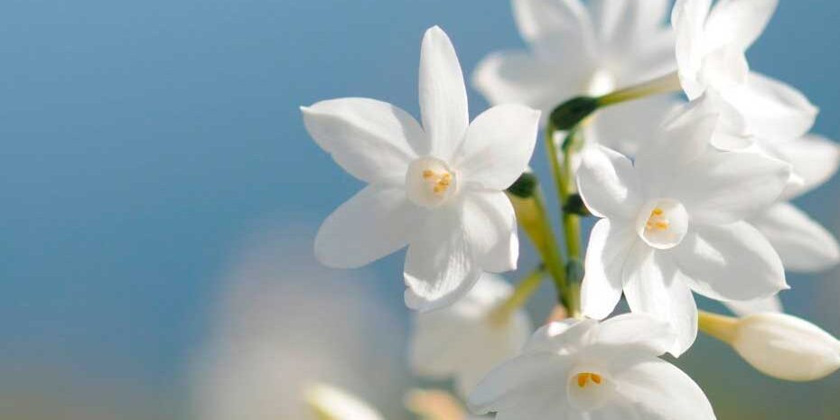 Encontros com a saúde paisagem com flores brancas