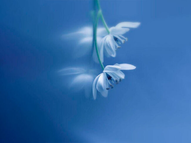 Hábito e Karma Flor branca num fundo azul