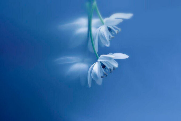 Flor branca num fundo azul