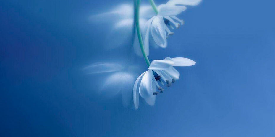 Hábito e Karma Flor branca num fundo azul