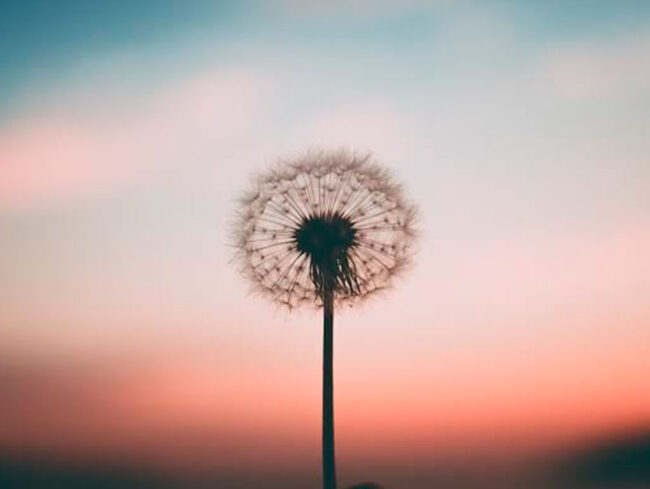 a arte de viver – osho Flor dente de leão no pôr do sol