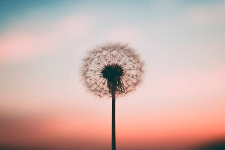 Flor dente de leão no pôr do sol