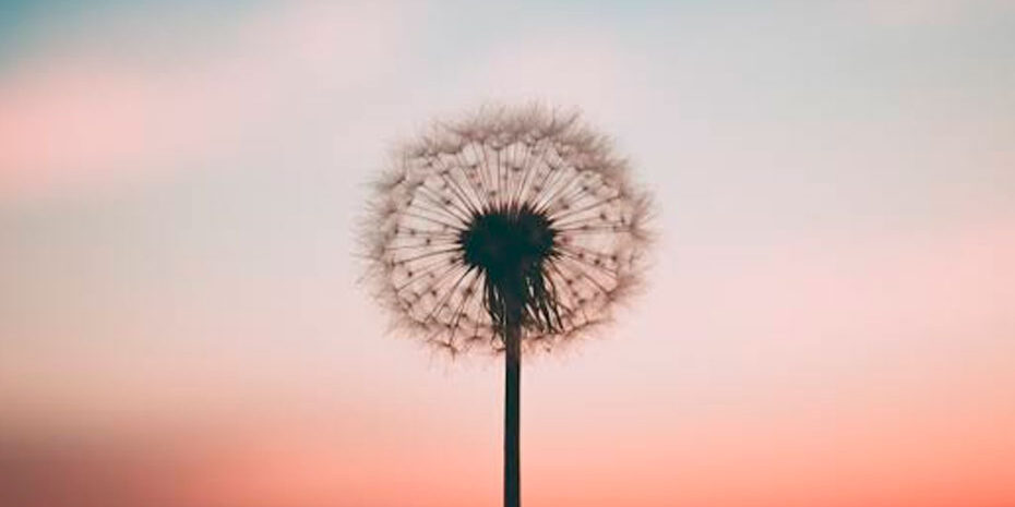 a arte de viver – osho Flor dente de leão no pôr do sol