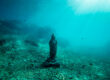 escultura de um buda no fundo do oceano
